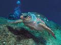 824 - TURTLE AND DIVER - CHAMP CHRISTOPHER - united kingdom